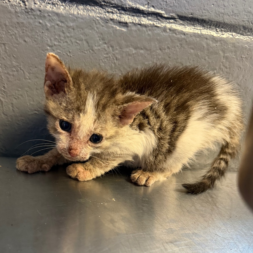 Tusc Stray 84518 2 3 4