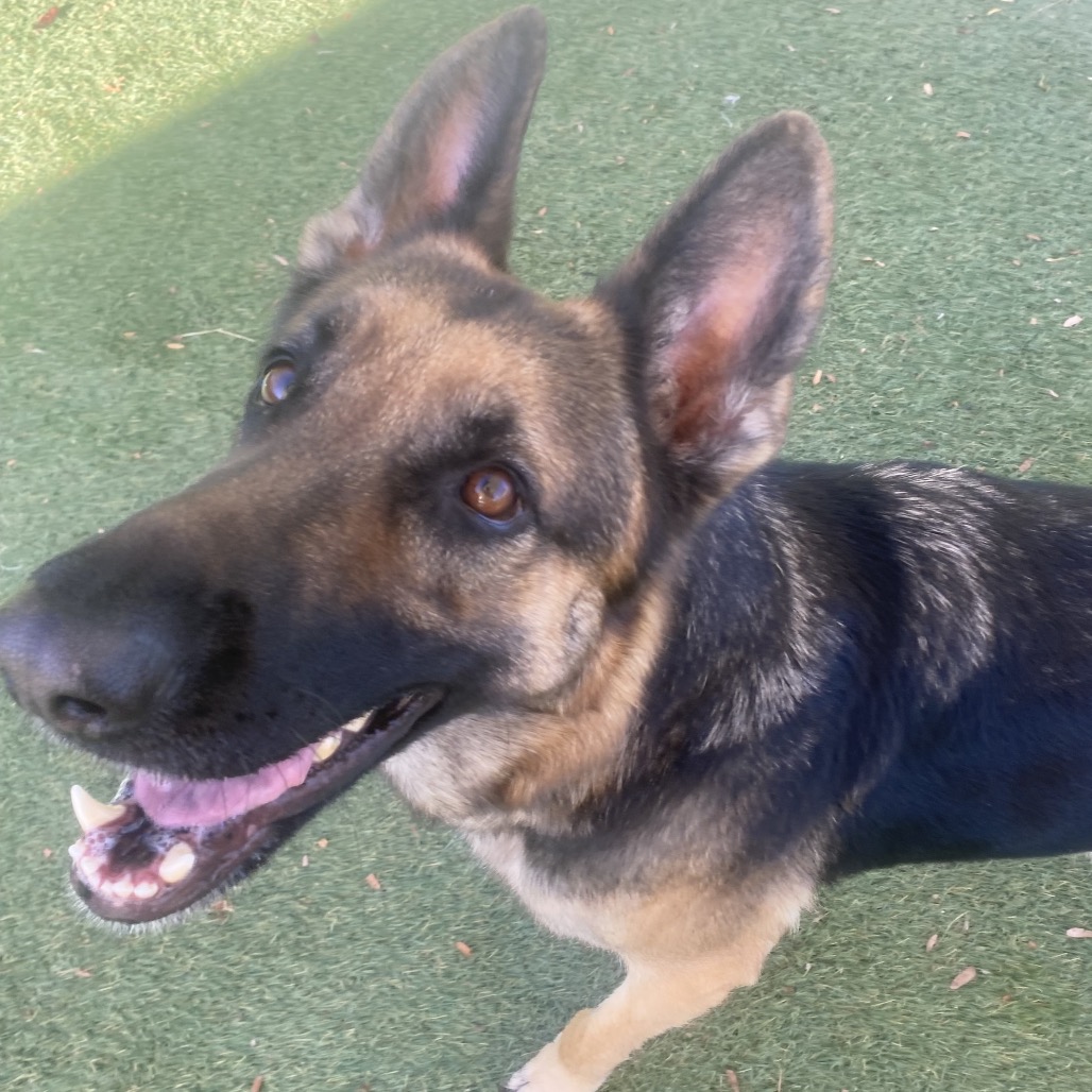 DANA - Shepherd / German available for adoption