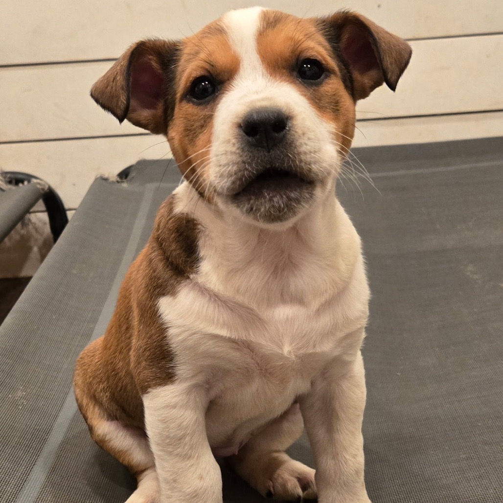 Volunteer — thumbnail 4