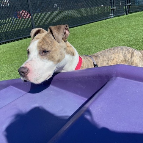 Photo of Rex