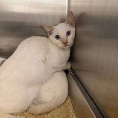 SUGAR - Domestic Shorthair / Domestic Shorthair available for adoption