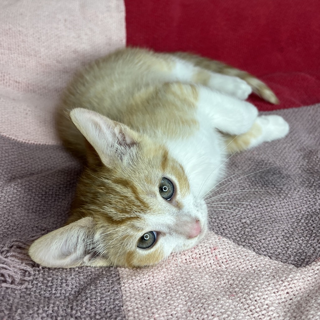 MAI-TAI - Domestic Shorthair available for adoption