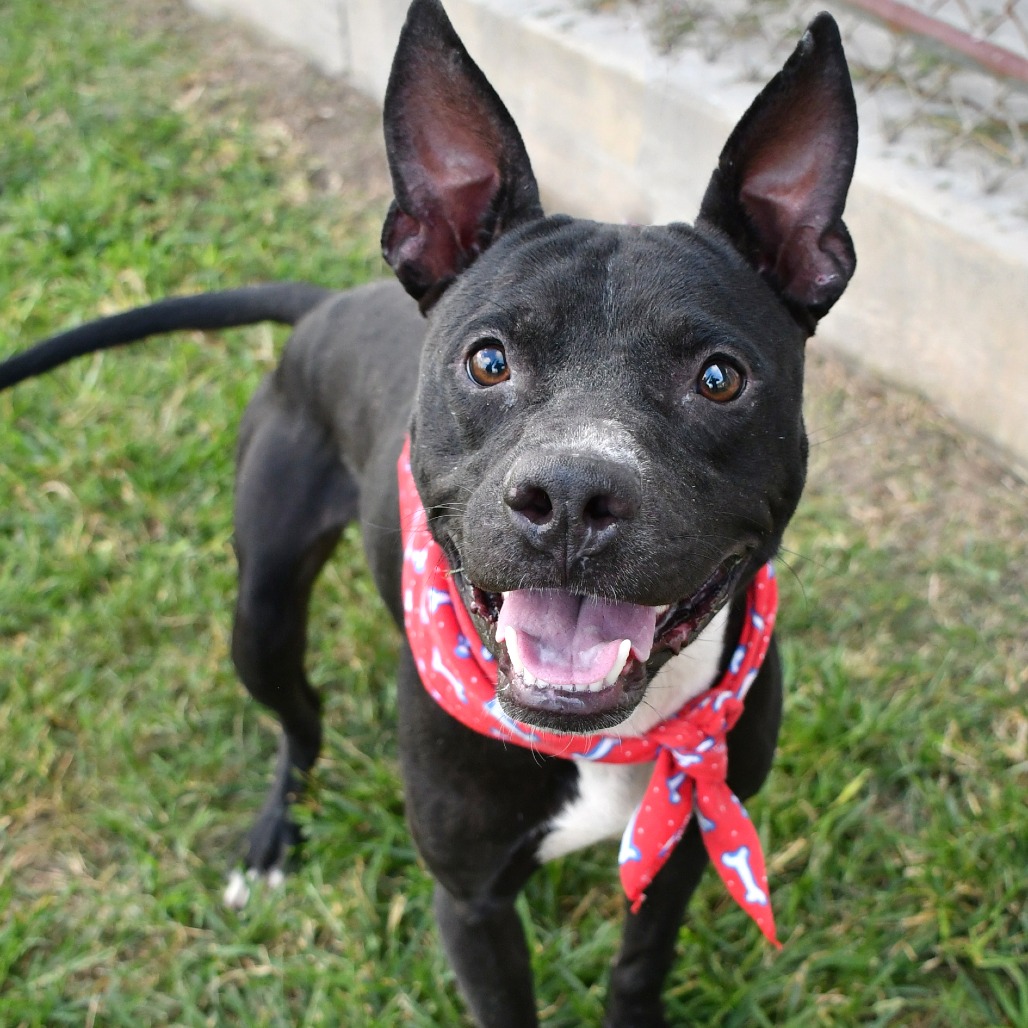 JACK O' - Terrier / Pit Bull available for adoption