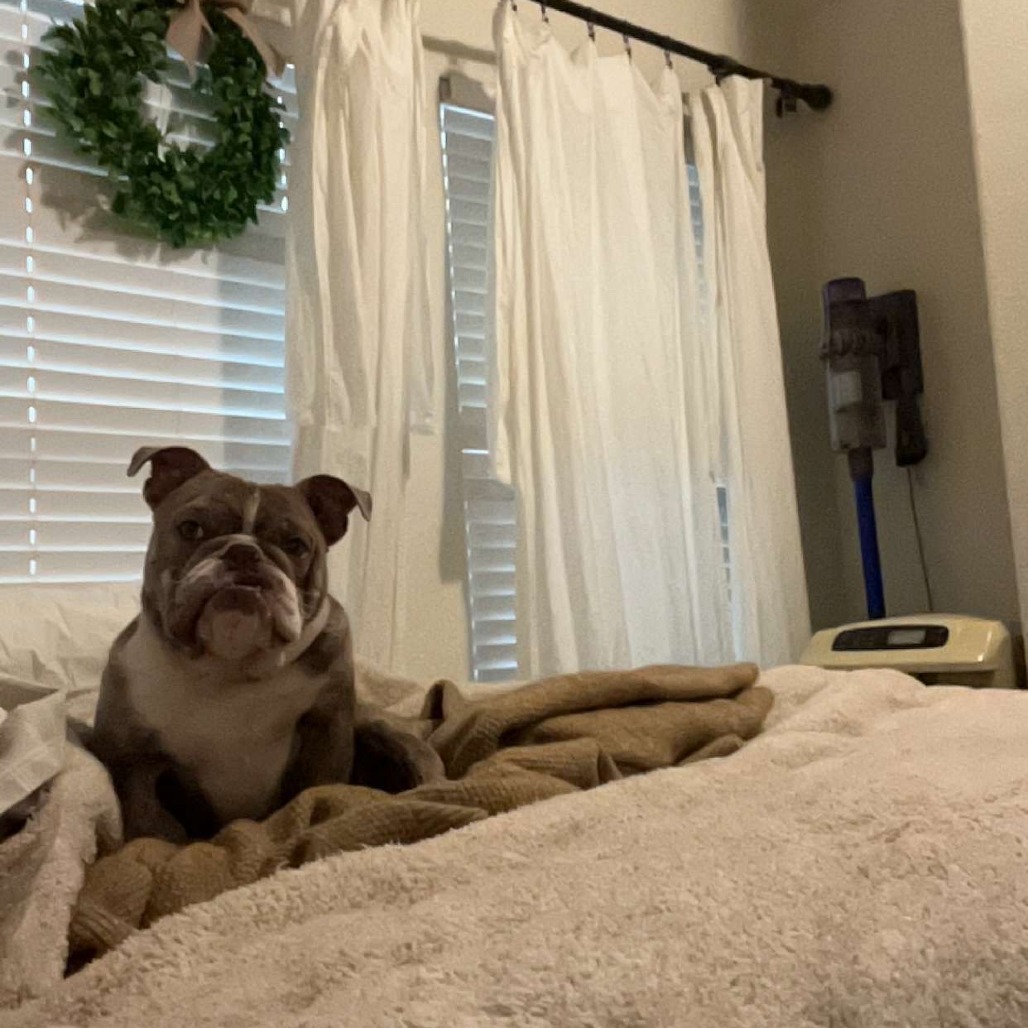Arlo