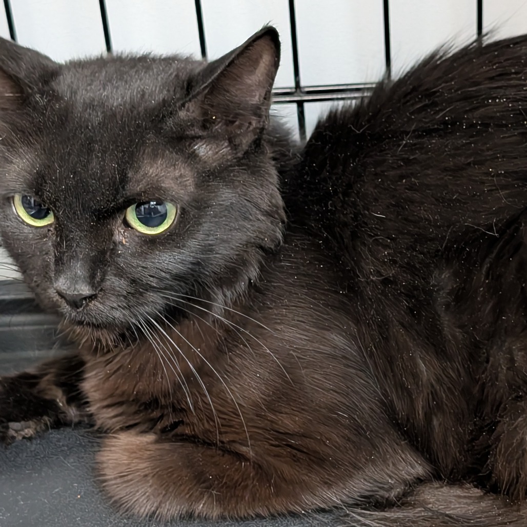 SPARKLES - Domestic Shorthair available for adoption