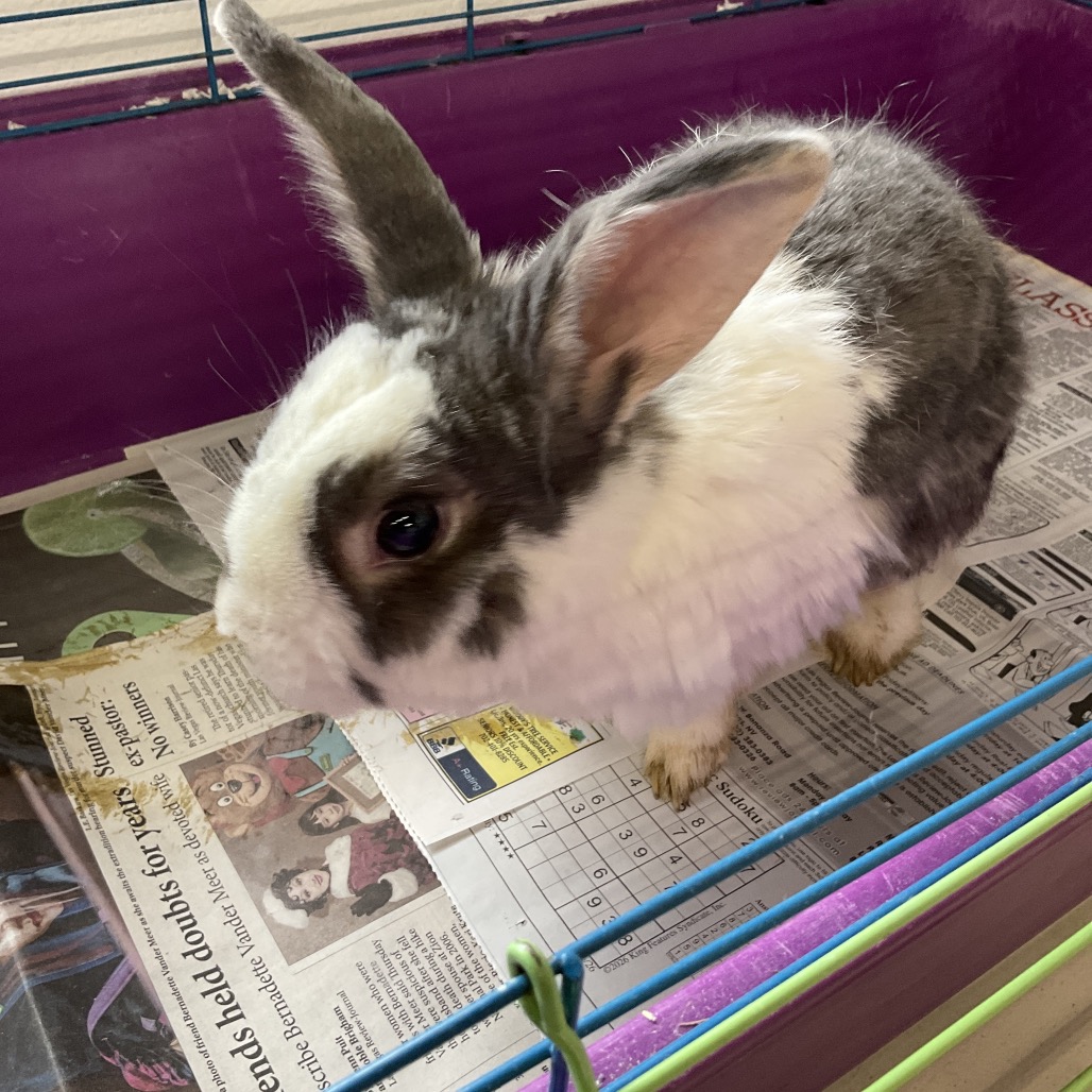 STORMY - American available for adoption