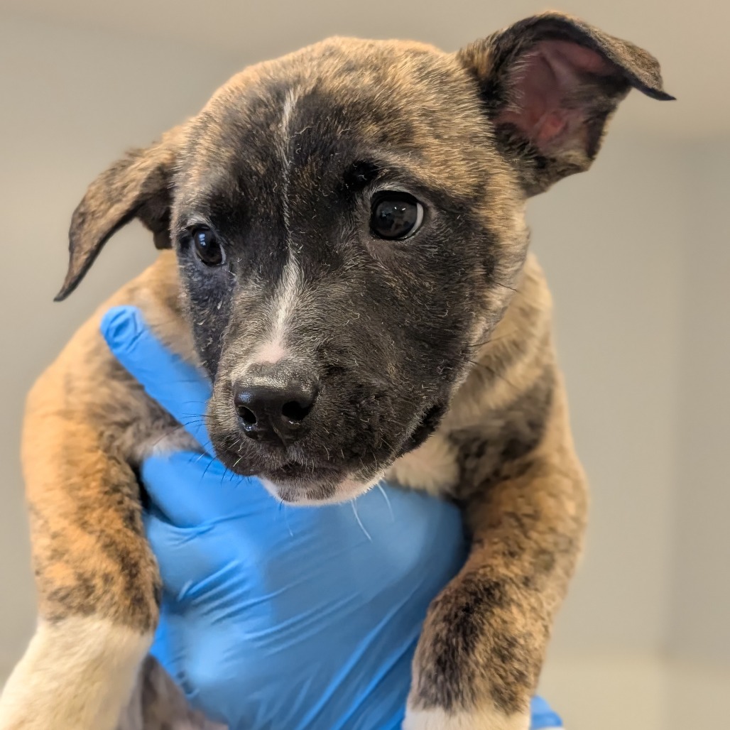 Chantilly Lace — thumbnail 4