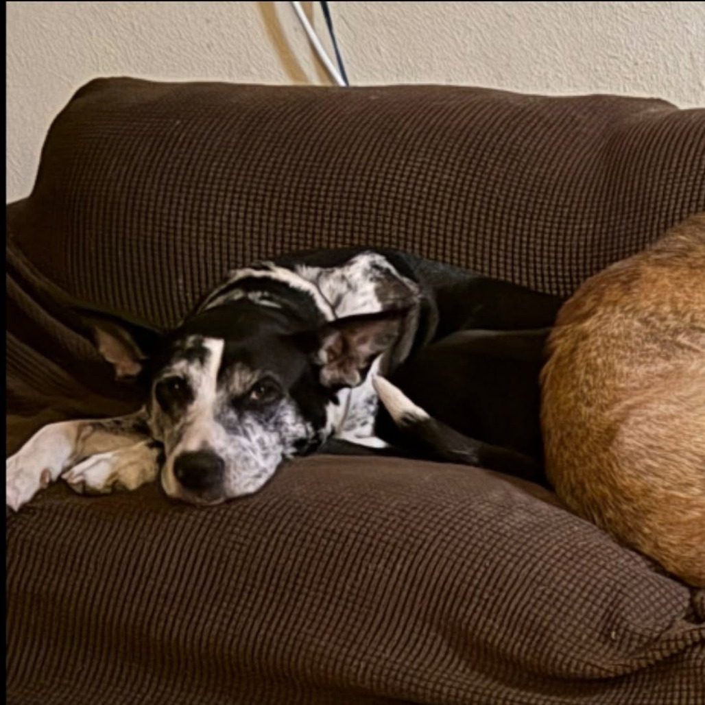 Beesly, photo 22