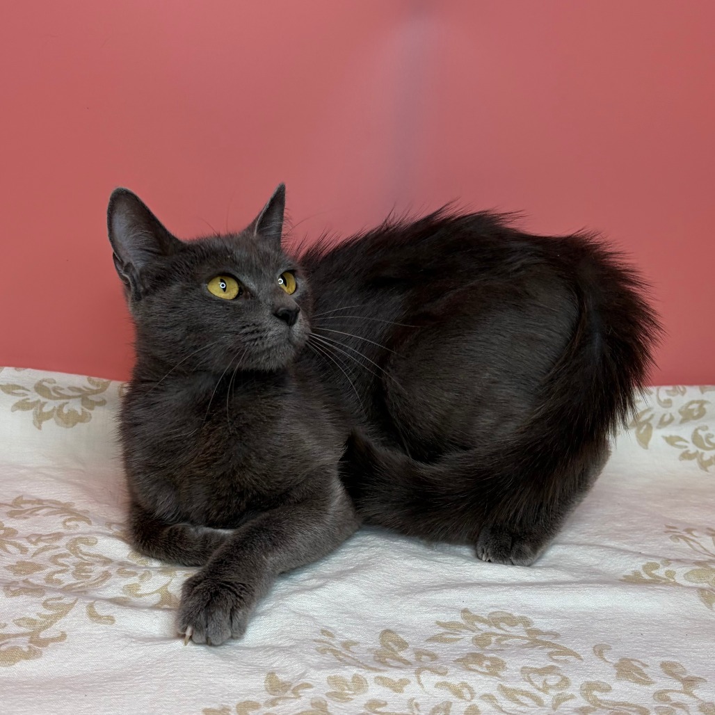 EMORY - Domestic Shorthair available for adoption