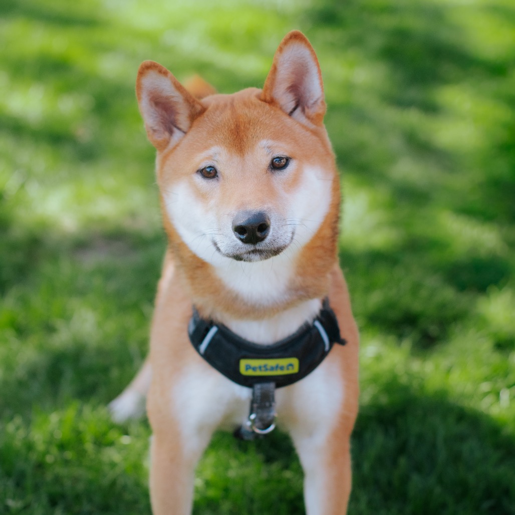 Shiba Inu
