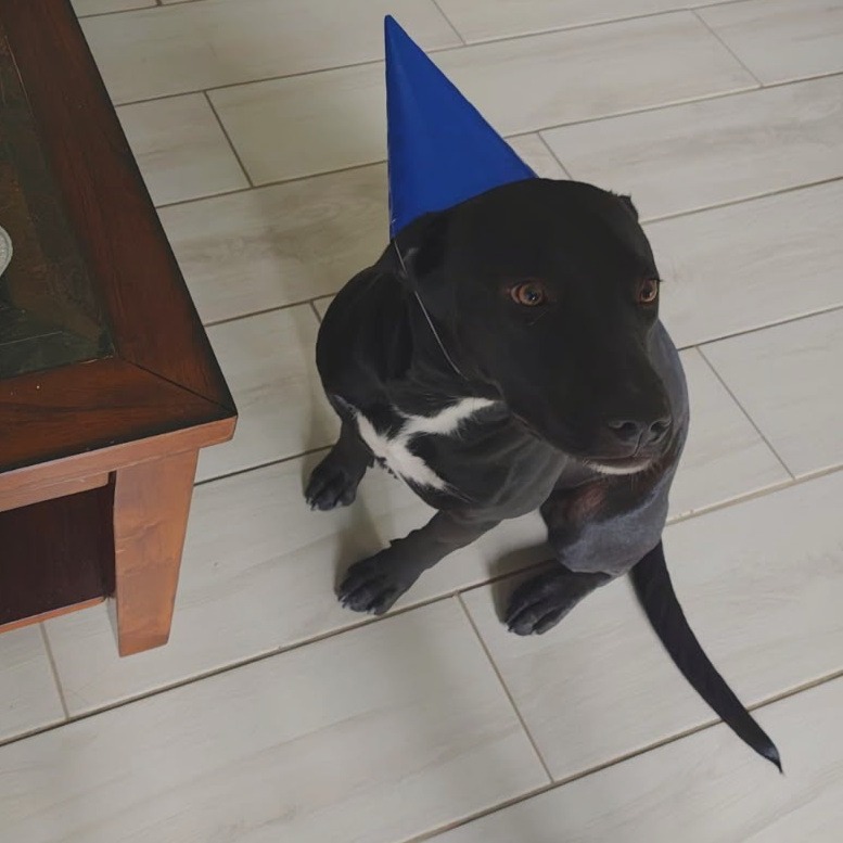 TATUM - Retriever / Black Labrador for adoption in Edinburg