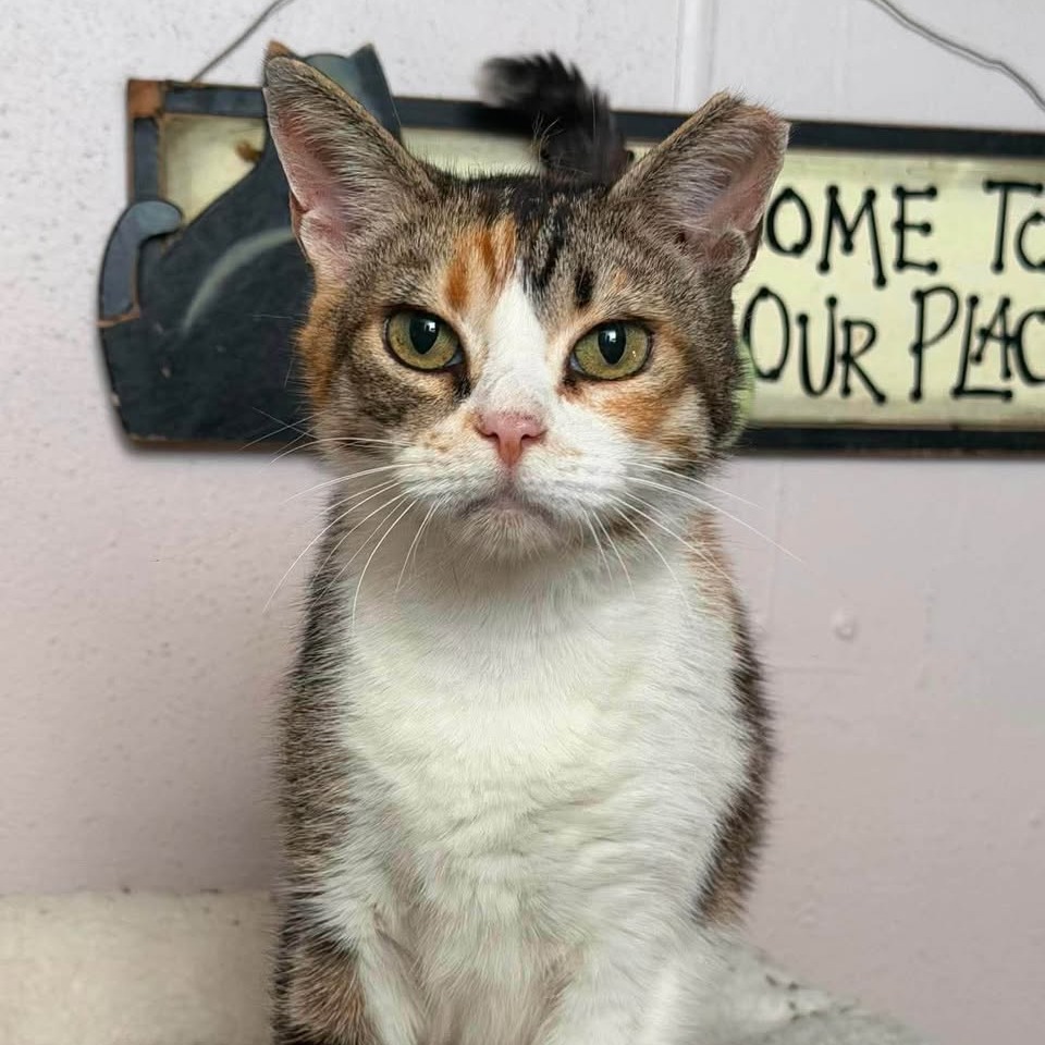 KALLIE - Domestic Shorthair available for adoption