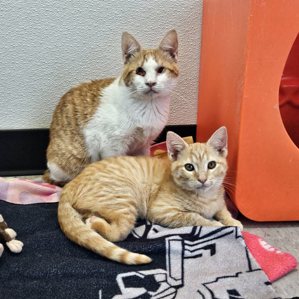 Desert 29 — thumbnail 11