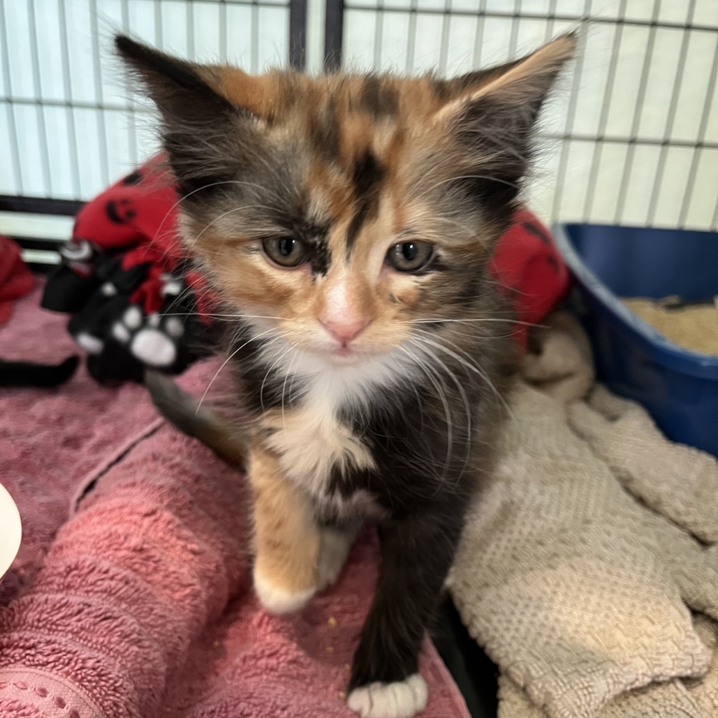Petra the Cat