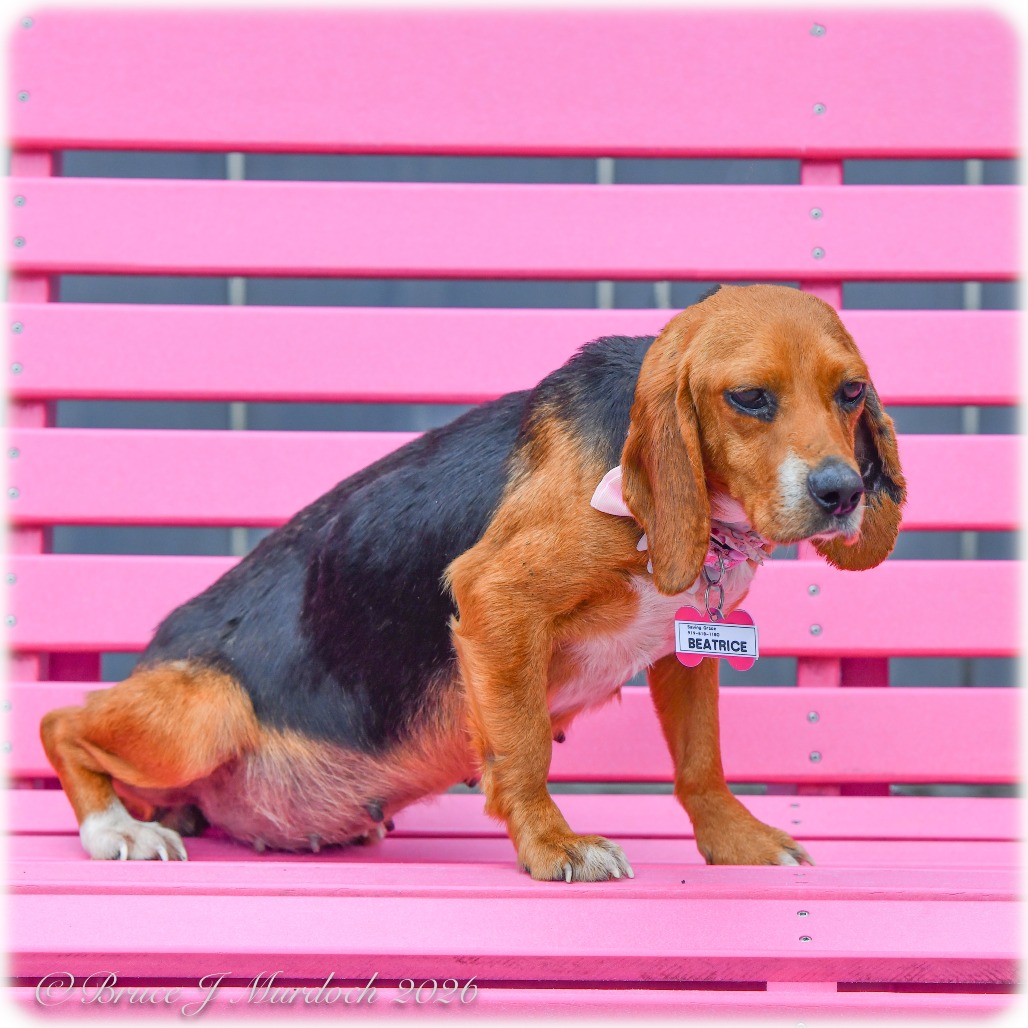 Beatrice is available for adoption at Saving Grace Animals for Adoption