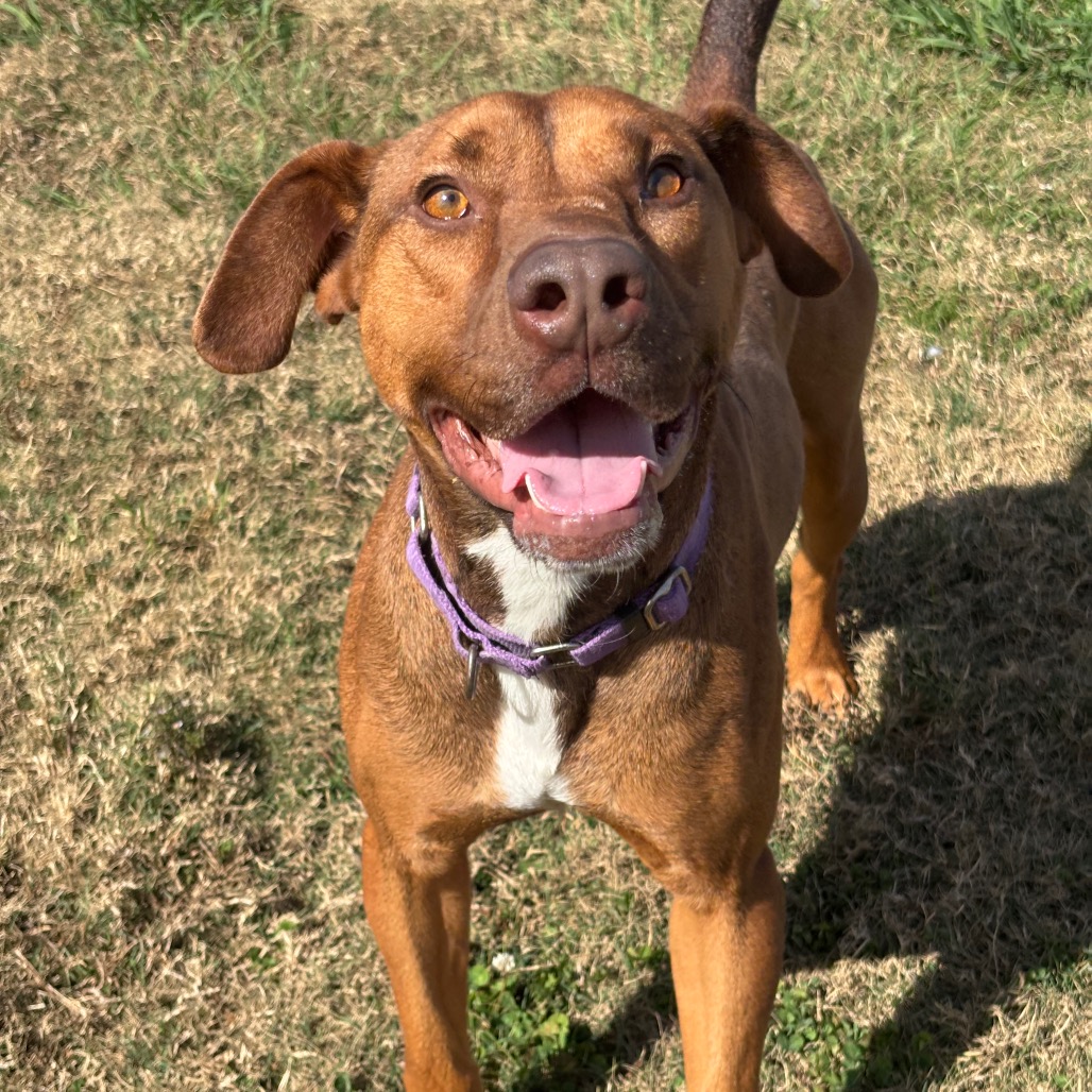 CREAM CHEESE - Terrier, American Pit Bull / Mixed Breed (Medium) for adoption in League City