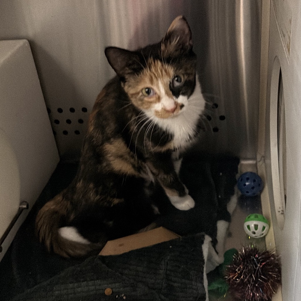 COCO BELLA - Domestic Shorthair available for adoption