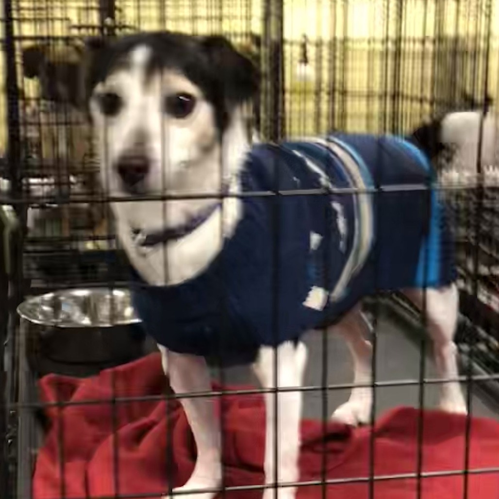 Danyon — thumbnail 2