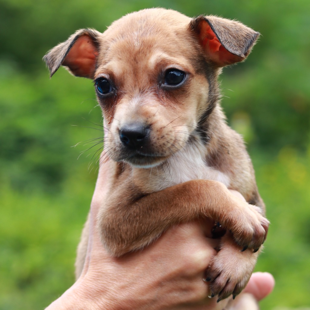 CT Oatmeal Raisin avail Sep 12 (Petco- Enfield, CT)
