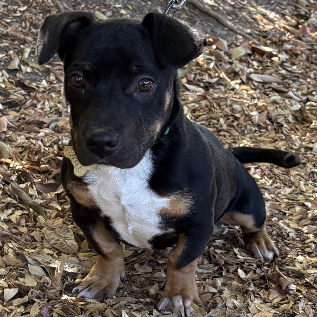 ZUKO, photo 2