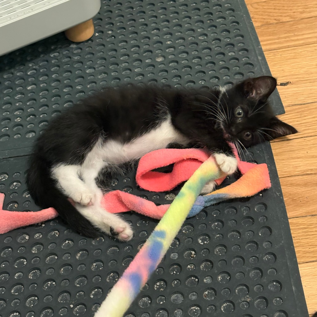 Photo of Snowy