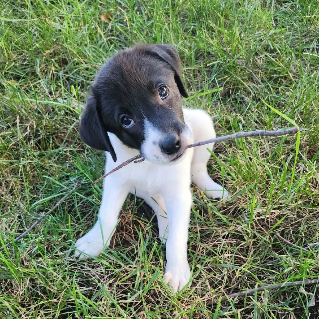 Forest, a black puppy