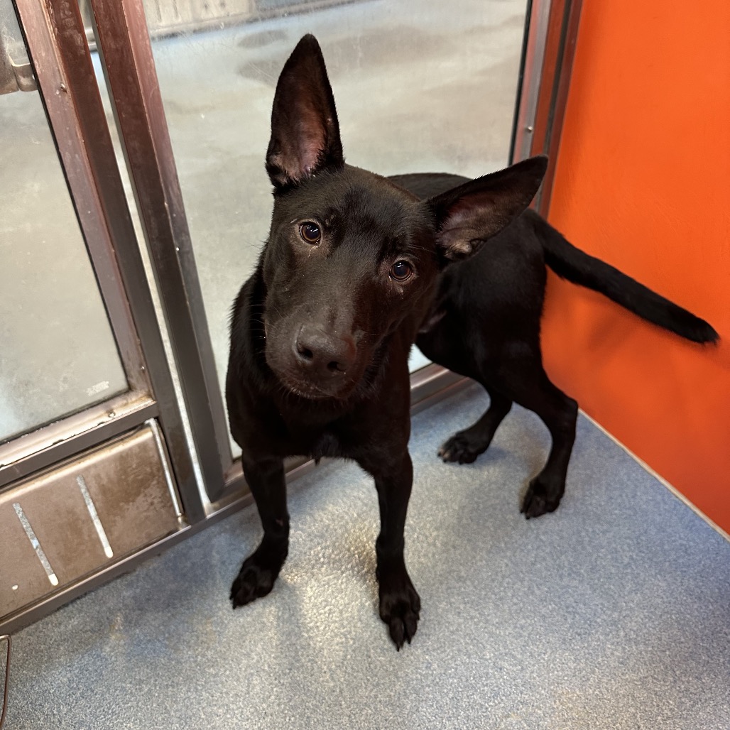 Elijah, available for adoption at PVAS