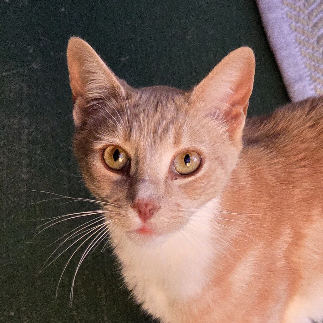Taffy, photo 6