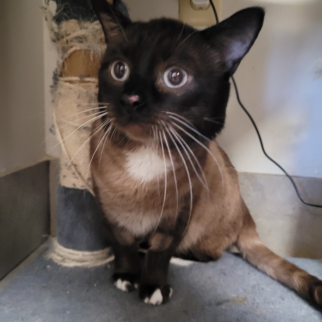 BEAR - Siamese available for adoption