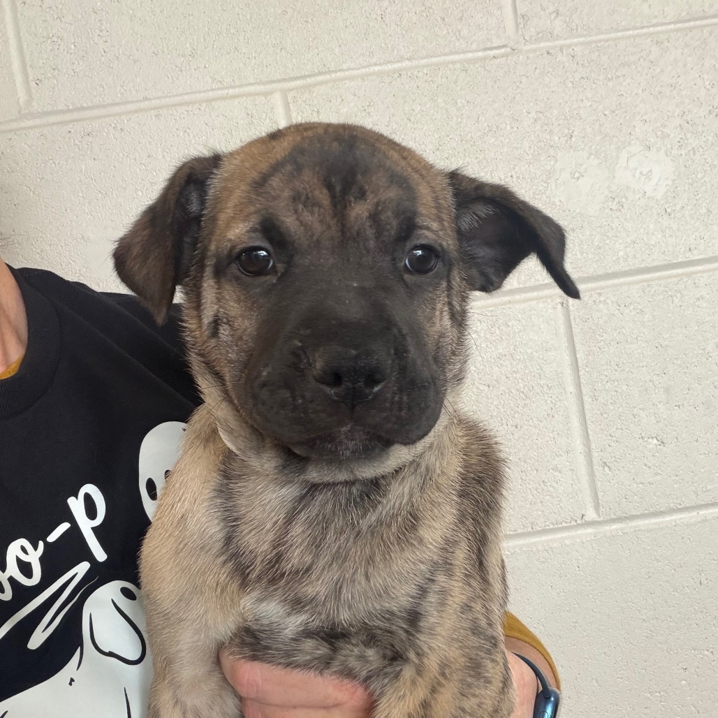 Mixed Breed