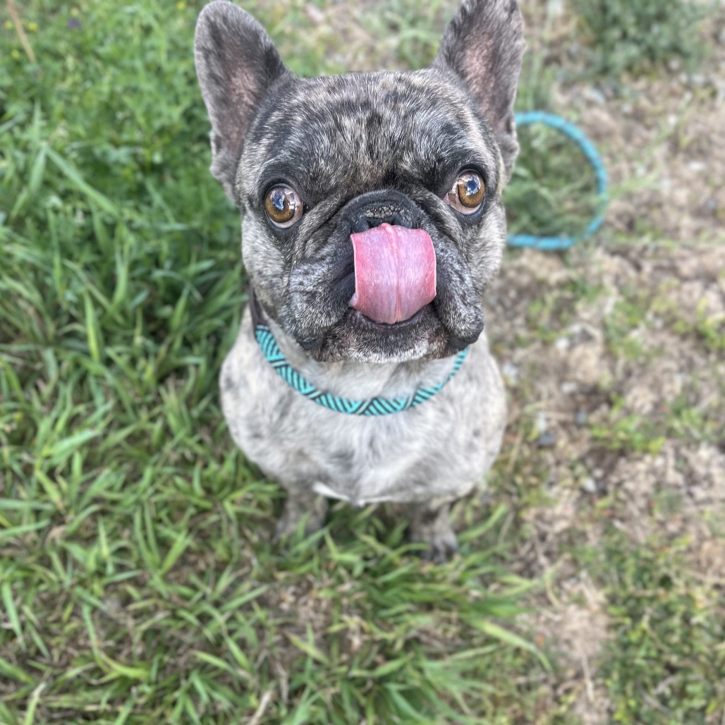 Mixed Breed