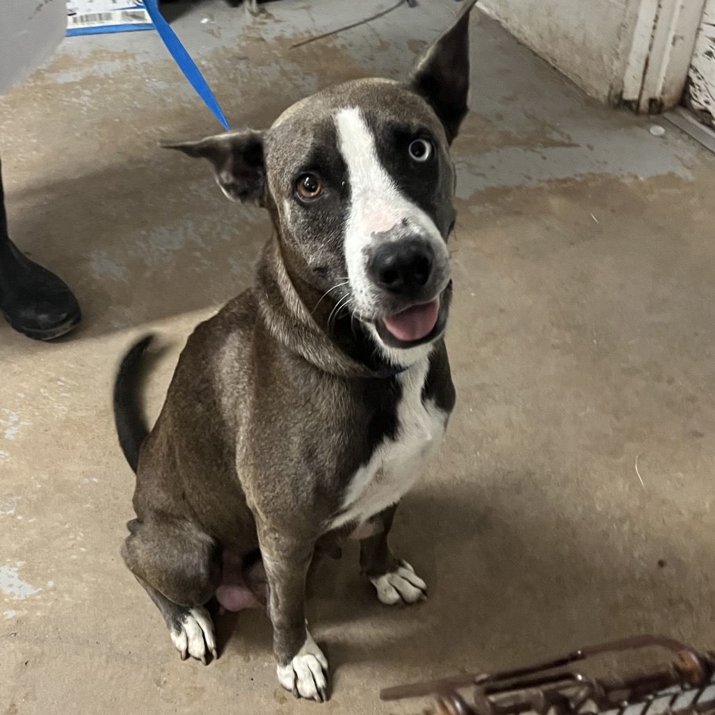 CARDAMOM - Shepherd available for adoption