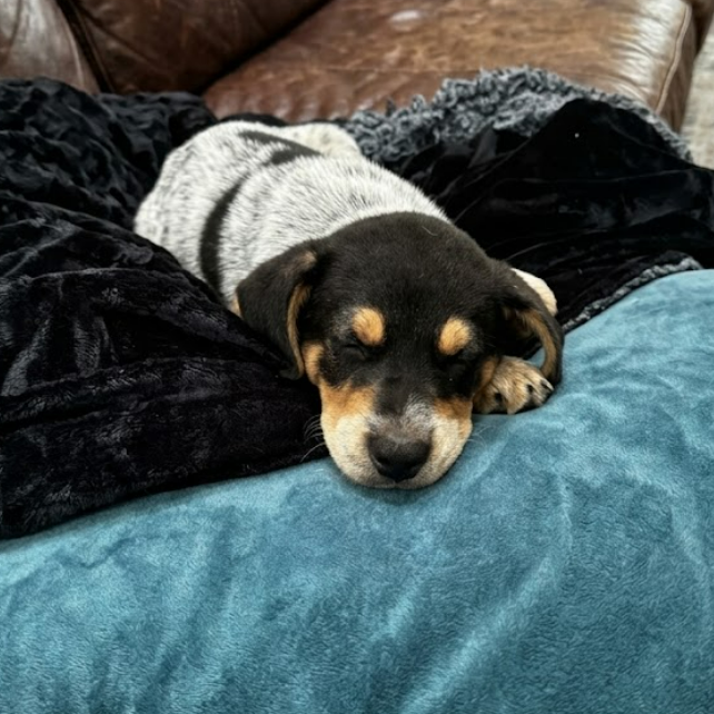 DOLLY - Mixed Breed (Medium) available for adoption