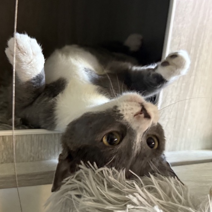 TAMARIND - Domestic Shorthair available for adoption