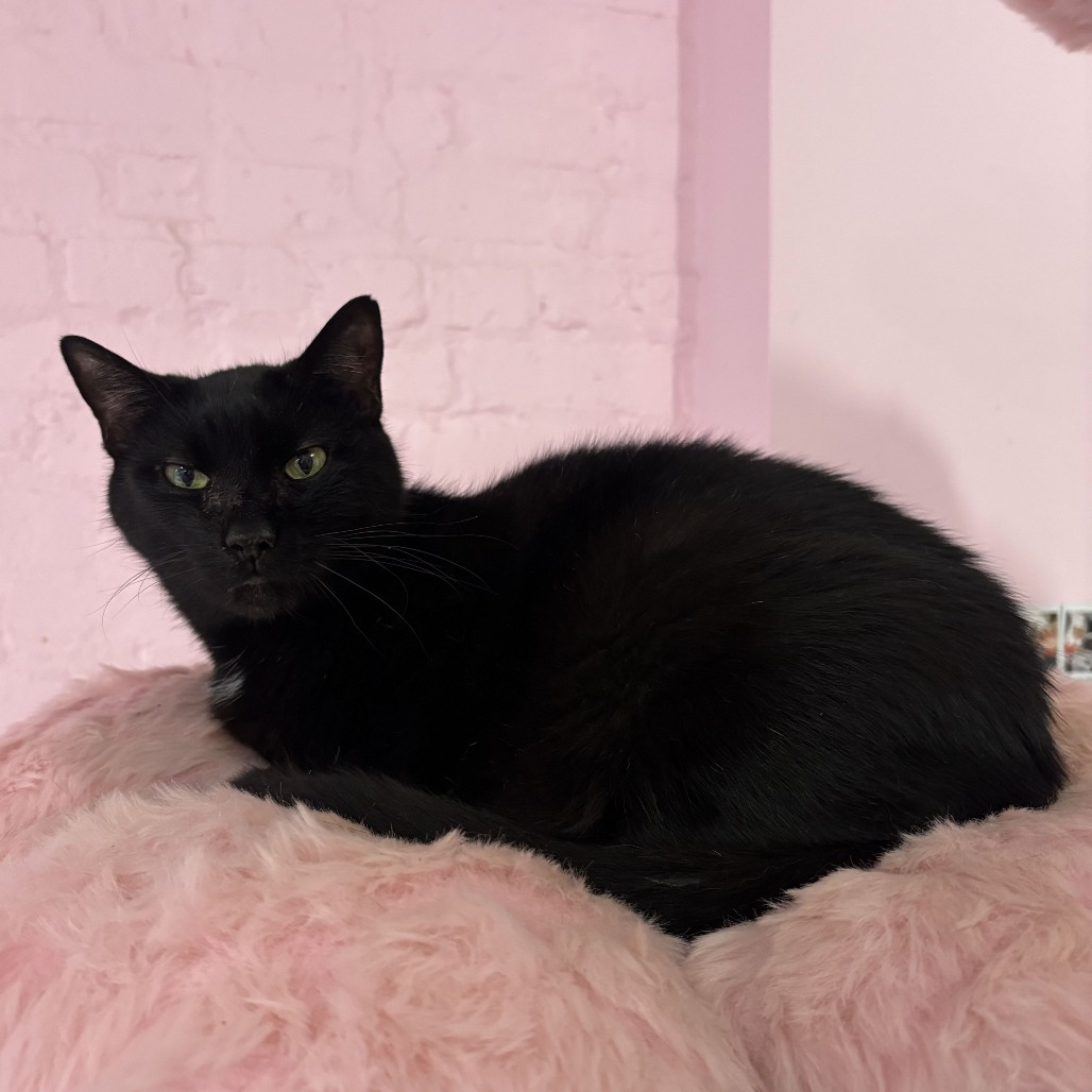Lovebug, photo 12