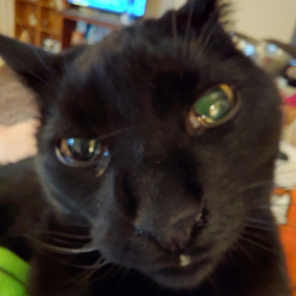 Photo of Sammy 5