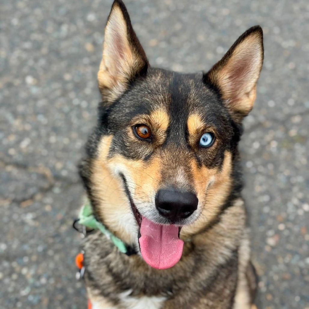 Siberian Husky