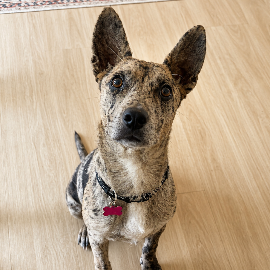 CLEO - Catahoula Leopard Dog available for adoption