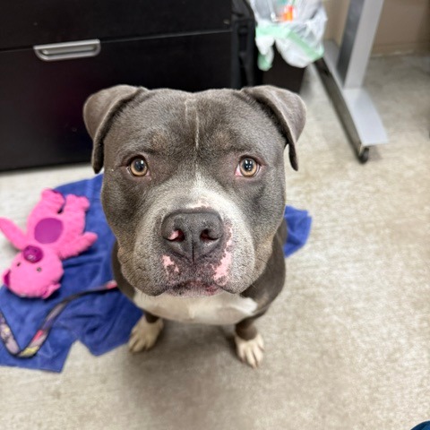 ZEUS - Terrier / American Pit Bull for adoption in Vancouver