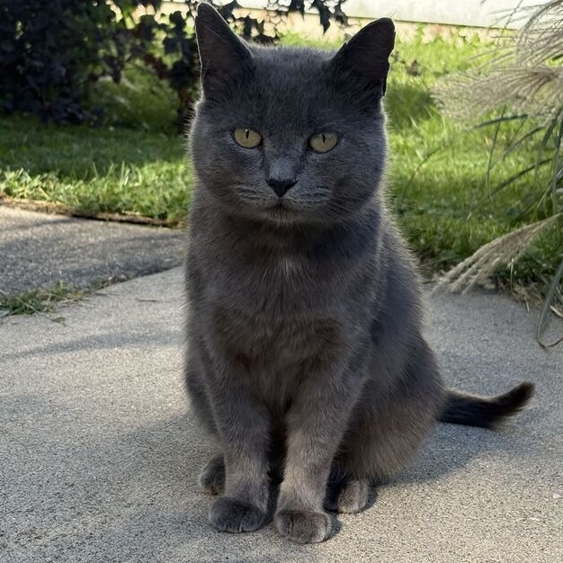 Stavros