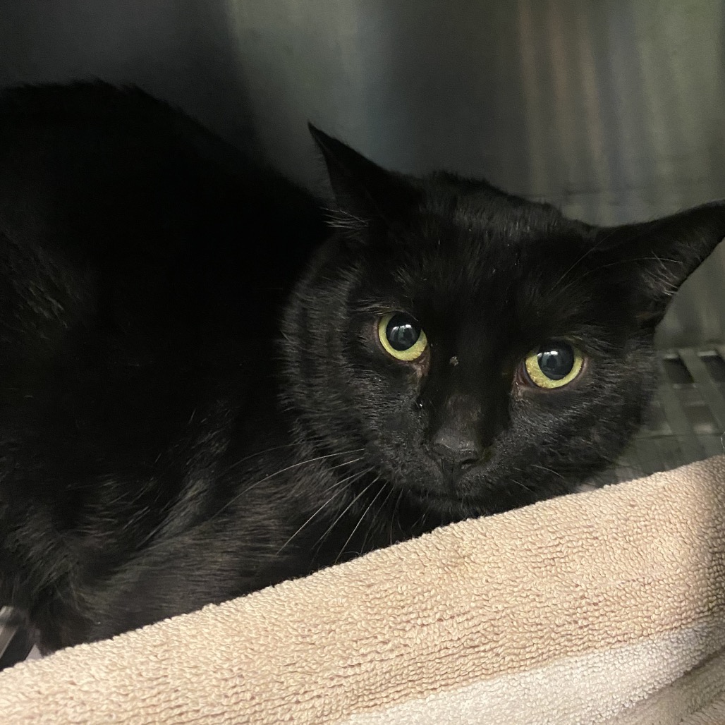 TRAMMELL - Domestic Shorthair available for adoption