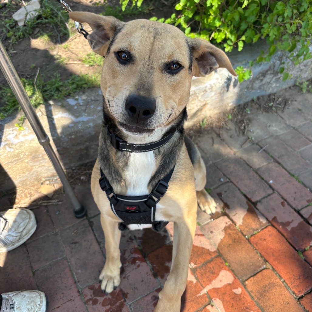 Trix is available for adoption at City Dogs & City Kitties Rescue