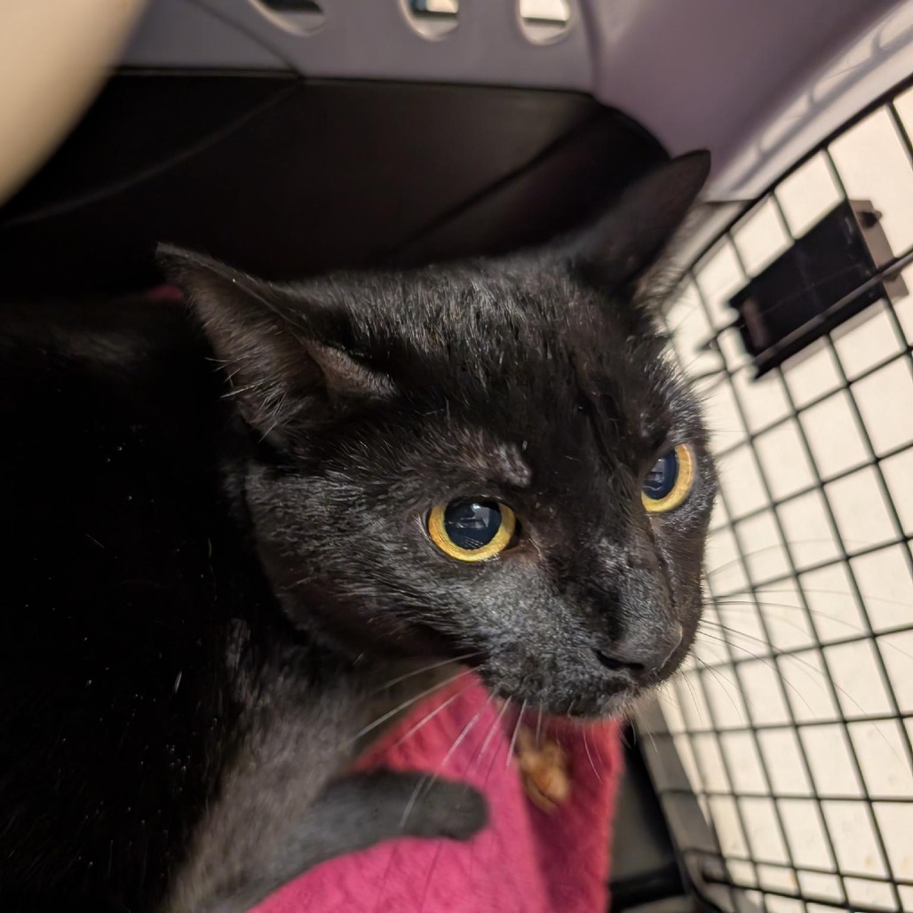CASSIE - Domestic Shorthair available for adoption