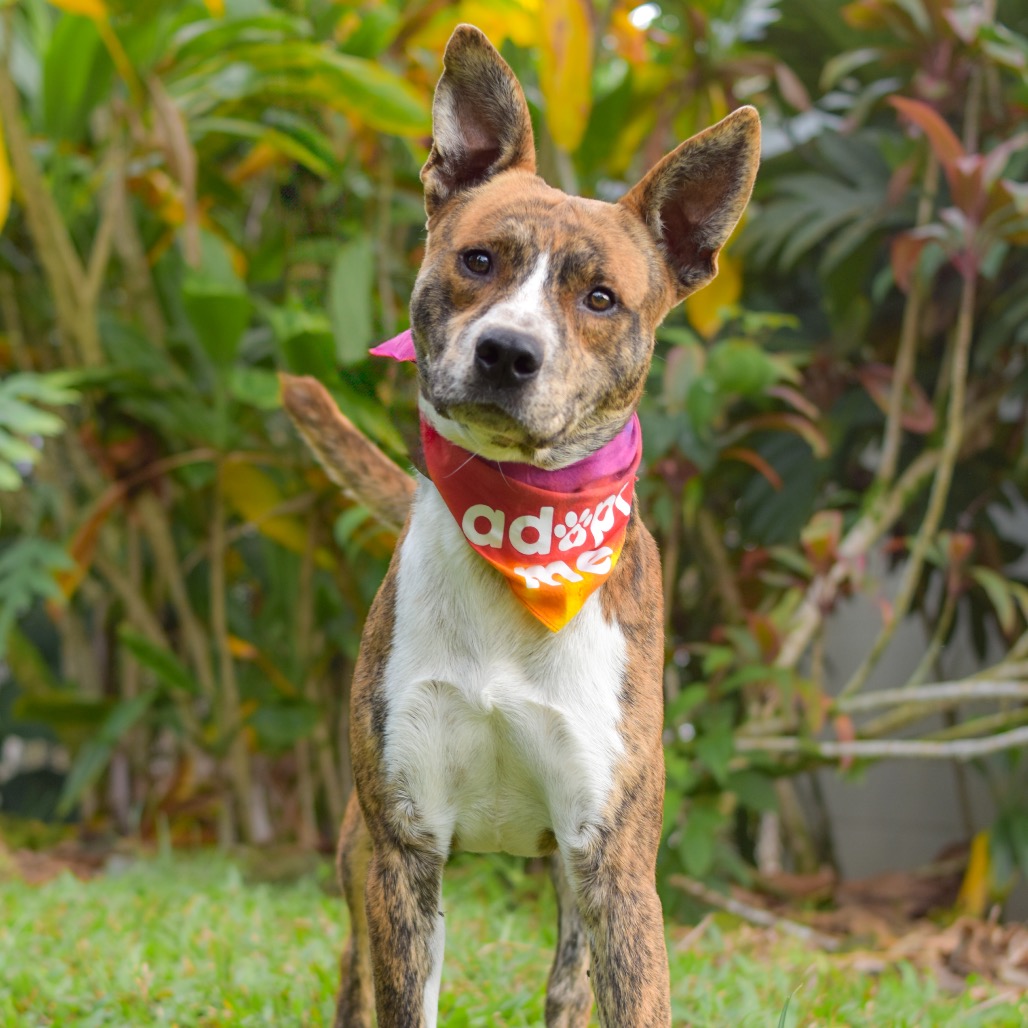 Mixed Breed