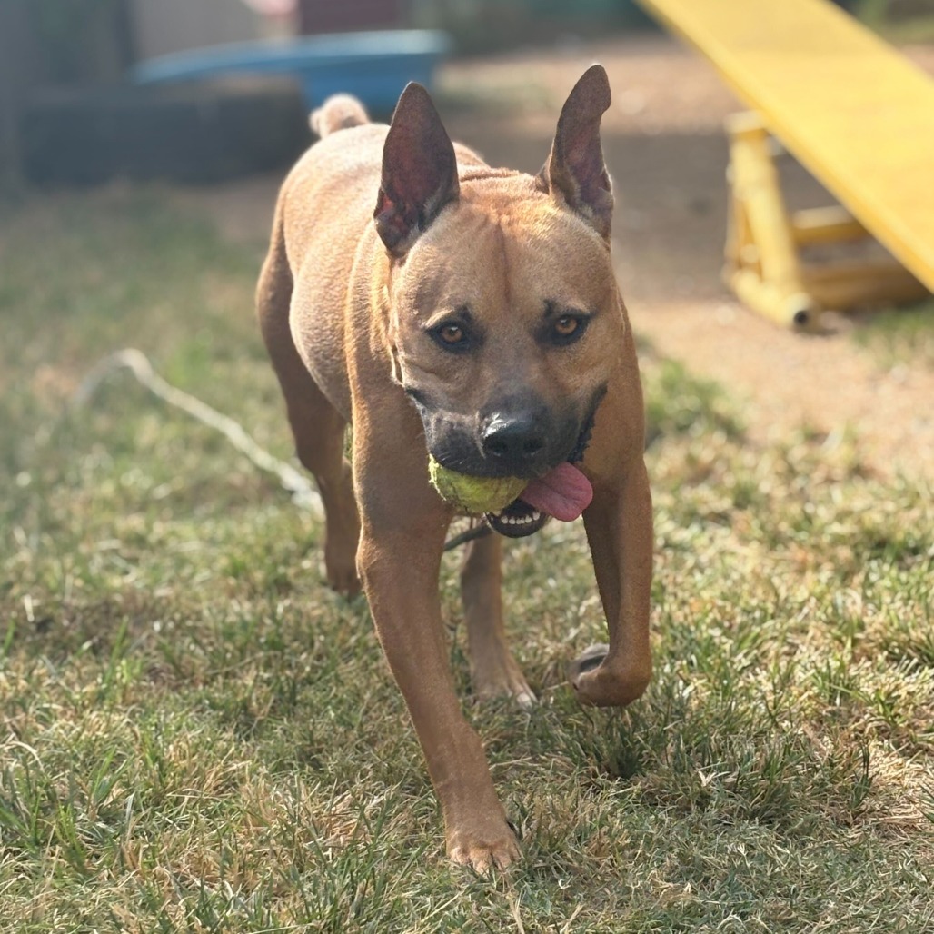 Scooby — thumbnail 11