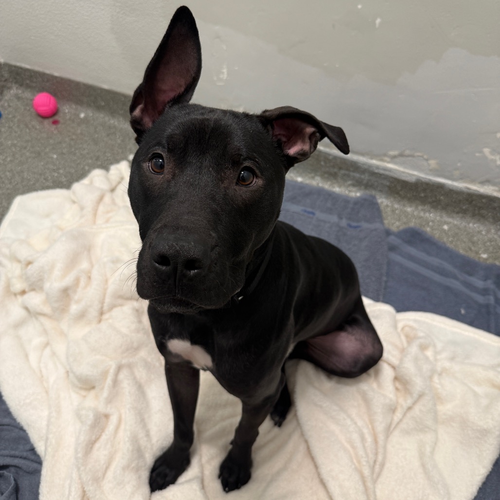 Sundae — thumbnail 4