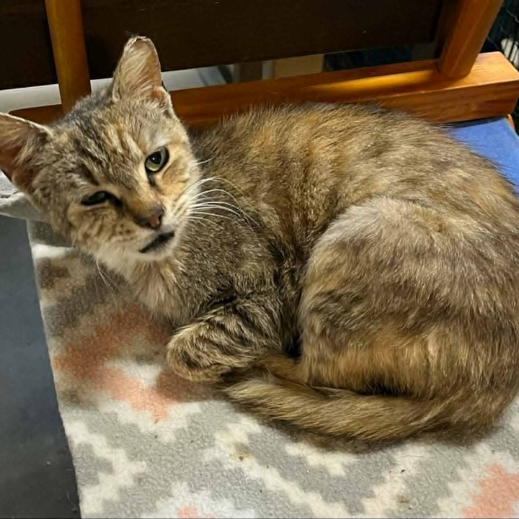 Annie — thumbnail 2