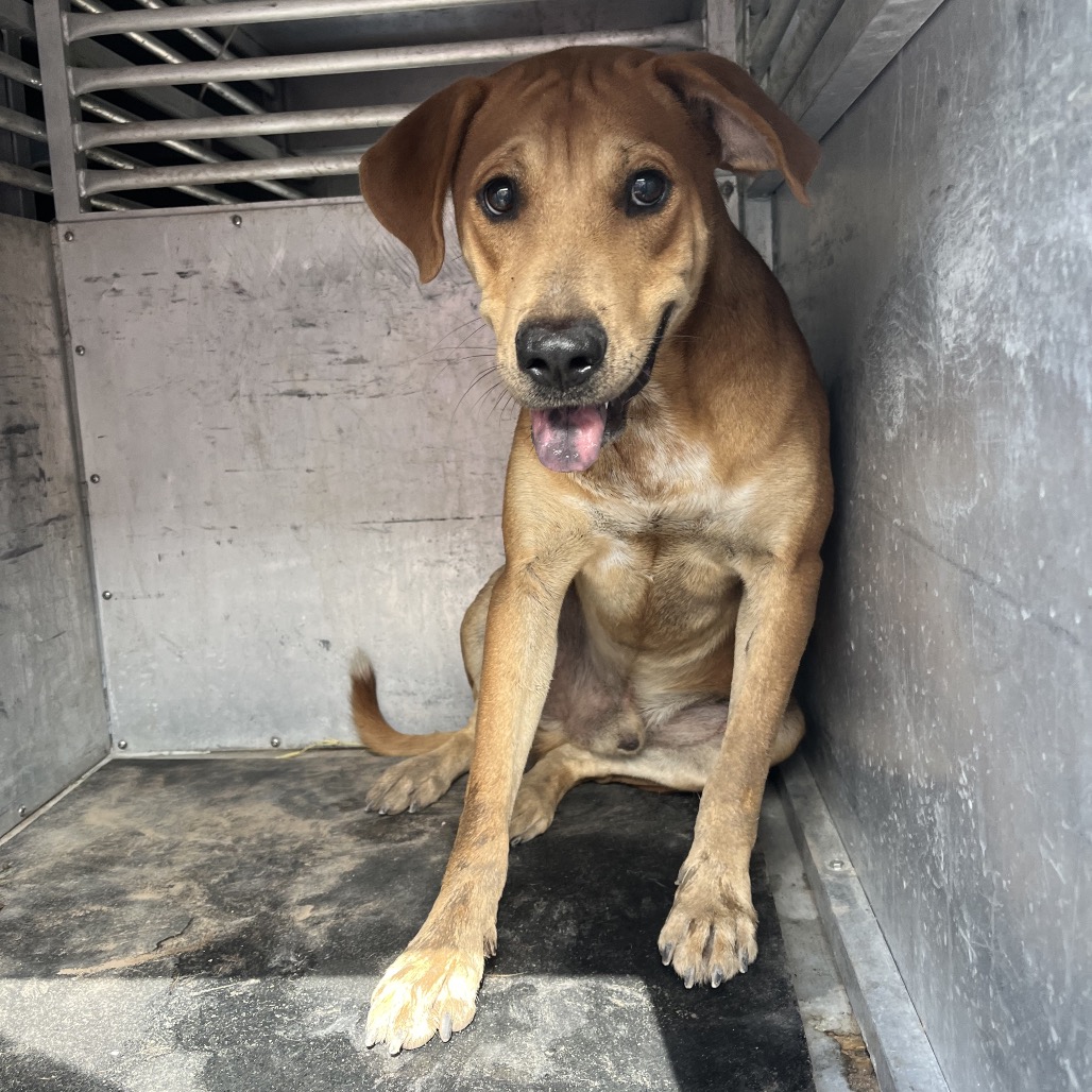 LAVA - Shepherd available for adoption