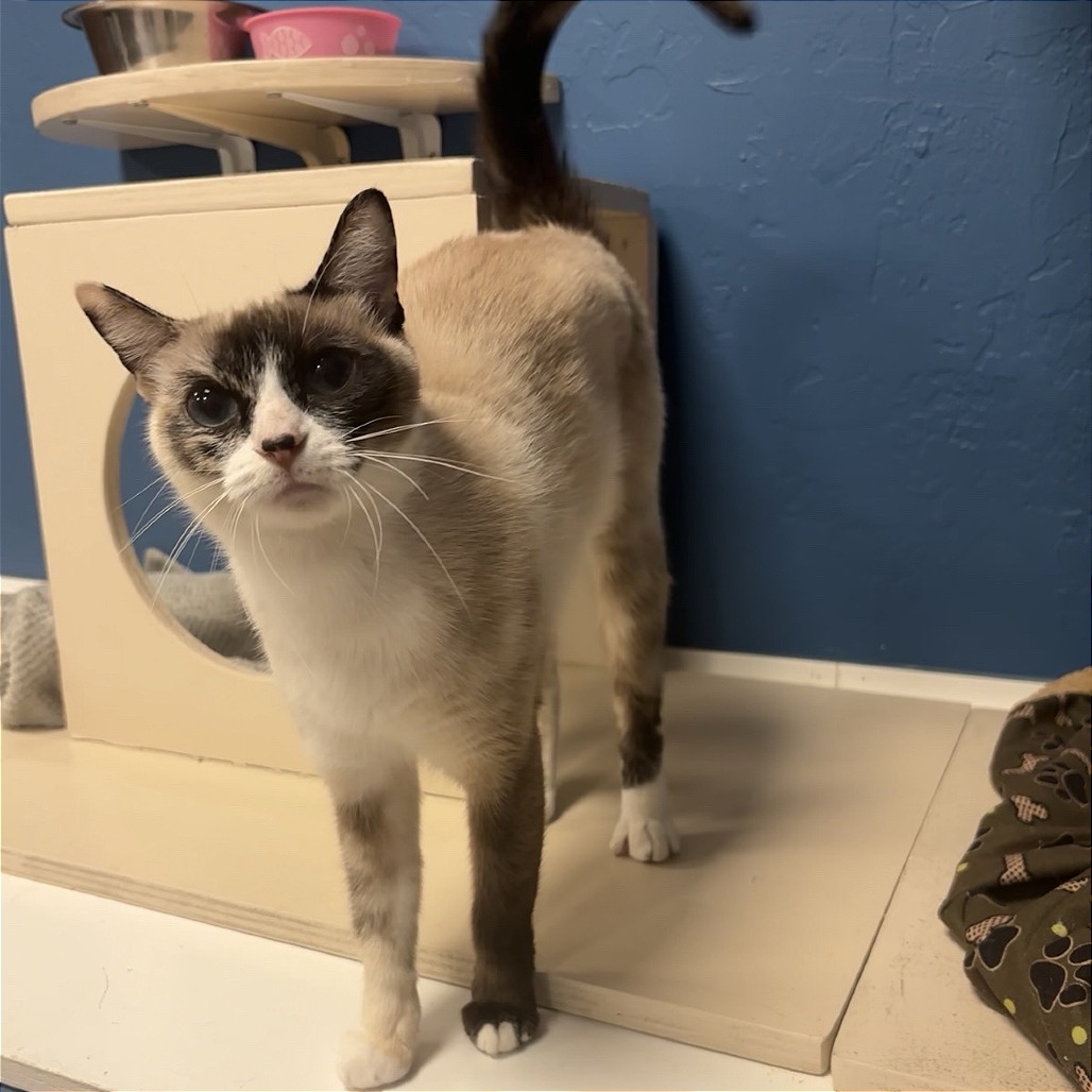 NEBULA - Domestic Medium Hair for adoption in Mesa