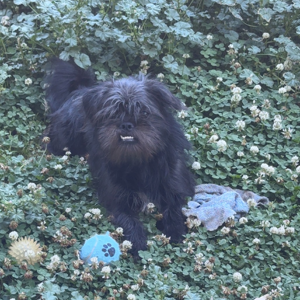 DEXTER - Shih Tzu / Pug available for adoption